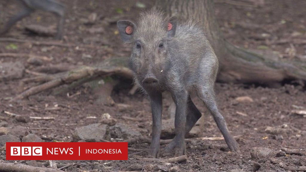 Di Jawa Babi Paling Jelek Sedunia Terekam Kamera Bbc News Indonesia