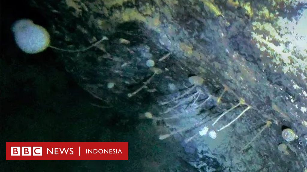 Makhluk Aneh Kehidupan Tak Terduga Di Antartika Temuan Para Ilmuwan Di Dasar Laut Organisme Yang Bertahan 900 Meter Di Bawah Lapisan Es Bbc News Indonesia