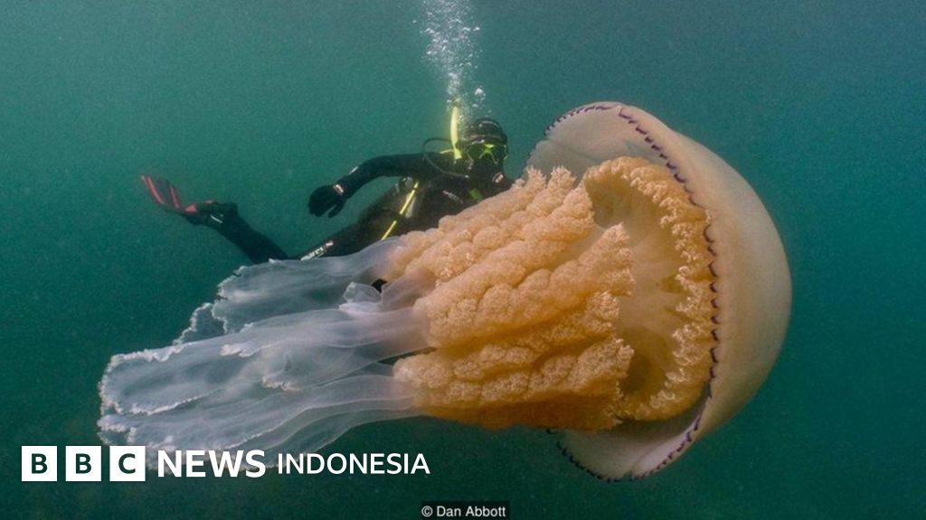 Ketika Penyelam Dikejutkan Oleh Ubur Ubur Raksasa Bbc News Indonesia