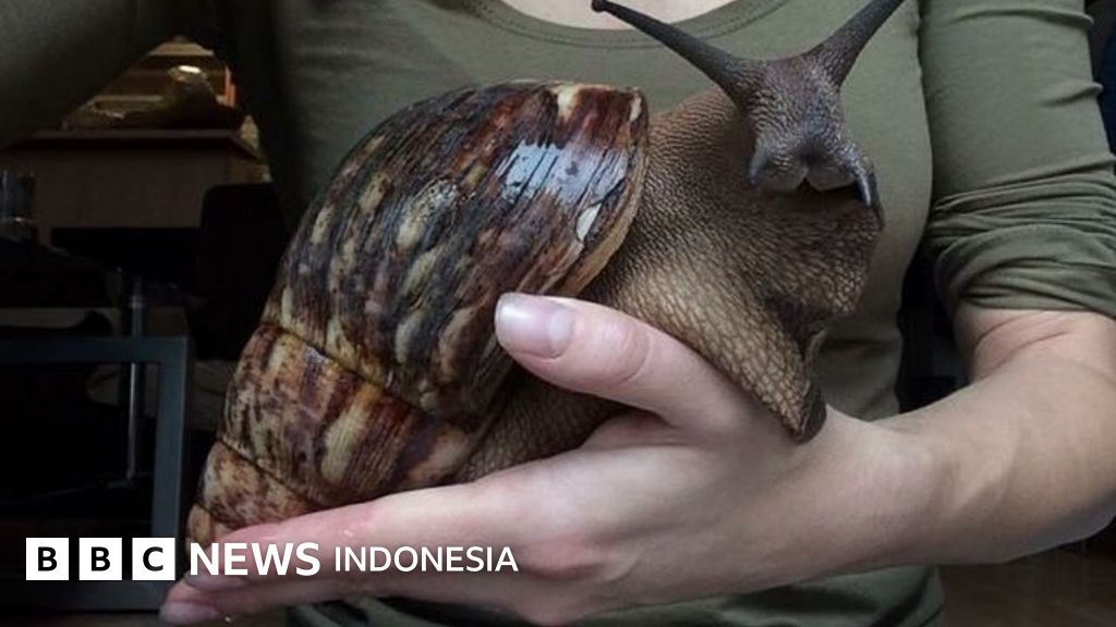Tujuh Mahluk Raksasa Yang Akan Membelalakkan Mata Anda Bbc News
