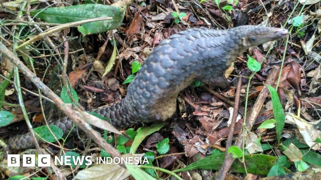 Puluhan Trenggiling Selundupan Dilepasliarkan Di Riau Bbc News