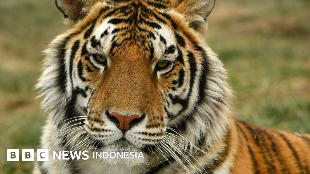 Kamera Tersembunyi Ungkap Peningkatan Populasi Harimau Di Thailand Bbc News Indonesia
