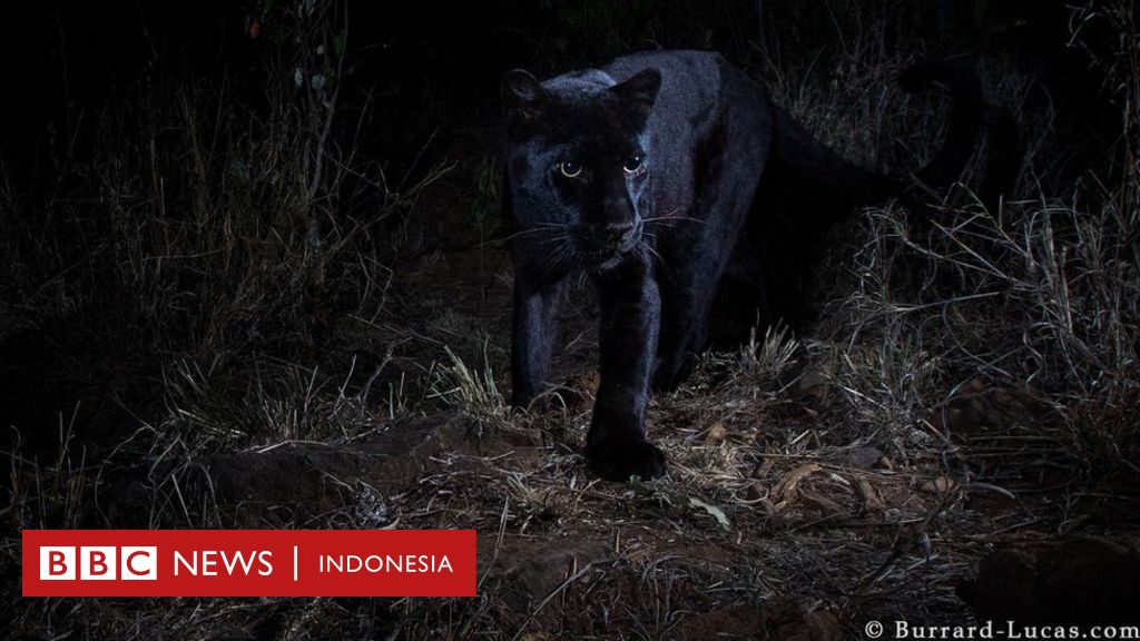 Sangat Langka Black Panther Alias Macan Kumbang Untuk Pertama Kalinya Tertangkap Kamera Dalam 100 Tahun Bbc News Indonesia