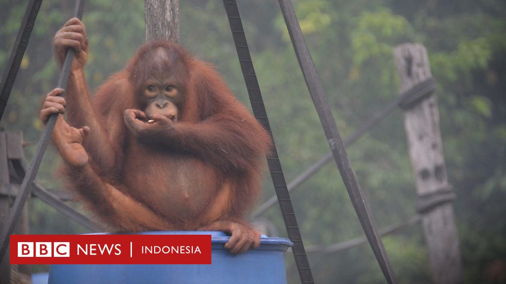 Kebakaran Hutan Meluas Orang Utan Terserang Ispa