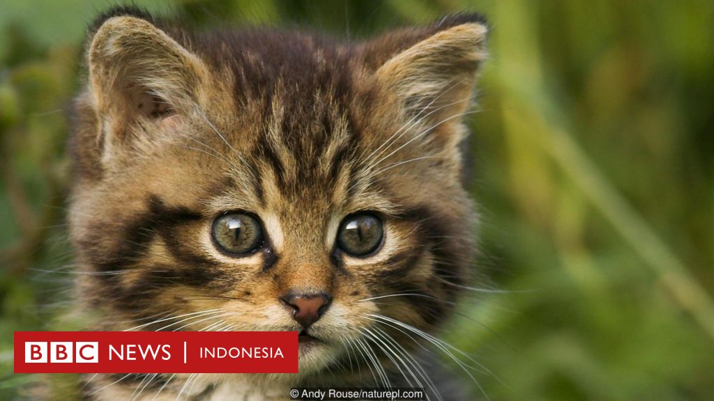 Bisa Anda tebak mana kucing liar dan mana kucing piaraan? - BBC 