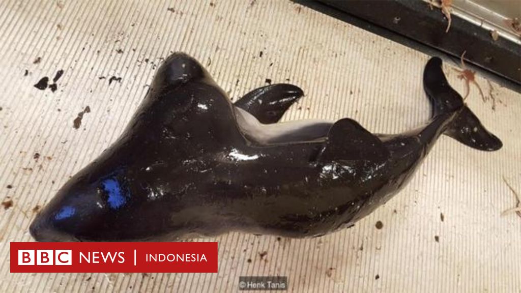 Ikan Langka Lumba lumba berkepala dua yang langka terjaring nelayan 