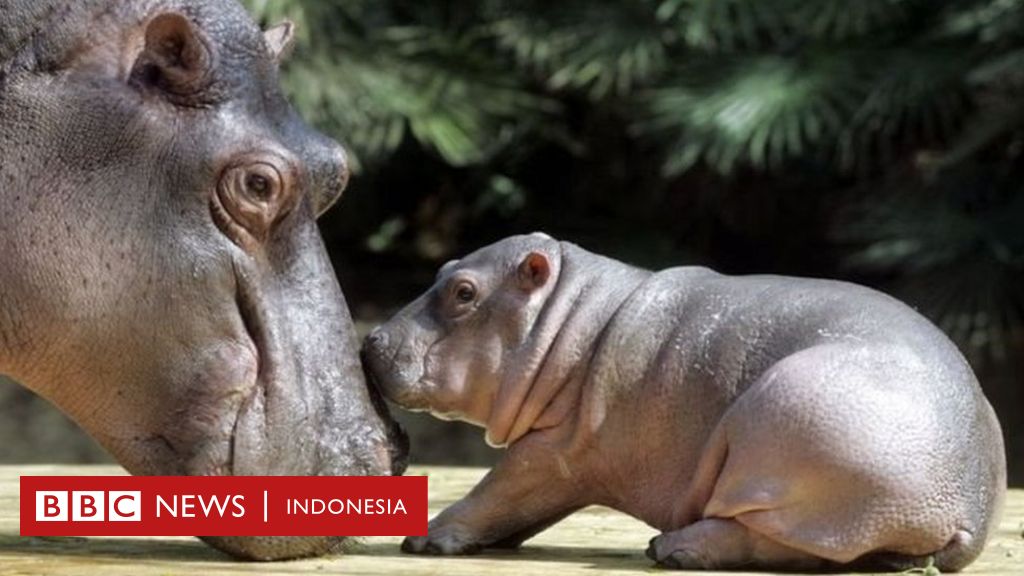 Berapa Jumlah Hewan Yang Lahir Setiap Hari Di Dunia Bbc News Indonesia