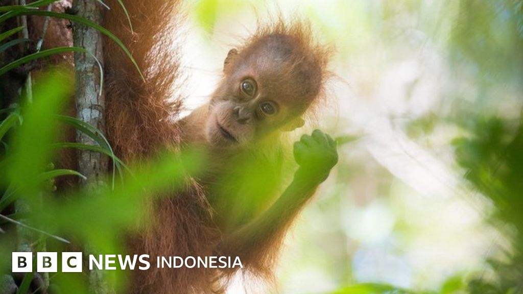 Lima Spesies Baru Indonesia Dengan Nama Unik Termasuk Nama