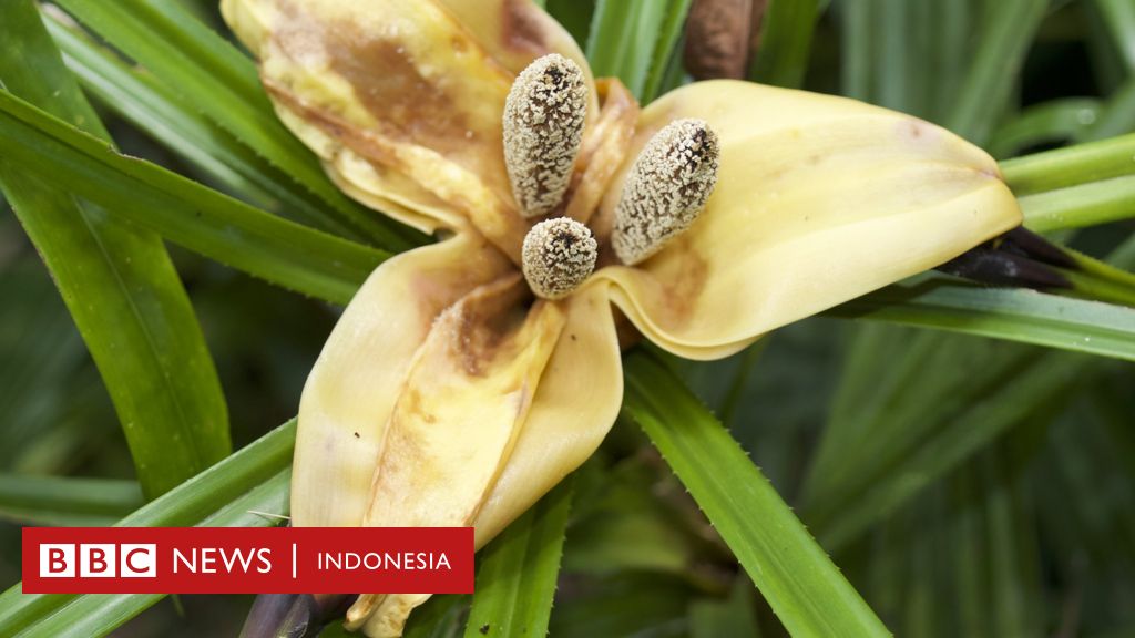 Salah satu flora ciri khas di kawasan indonesia timur adalah