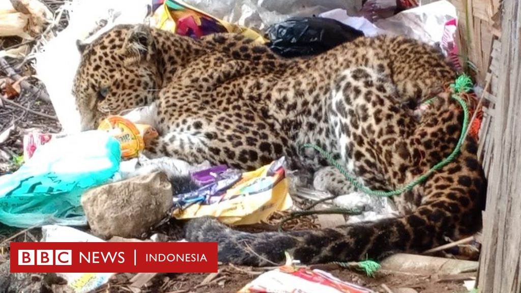 Macan Tutul: Apa penyebab kematian macan tutul betina yang 