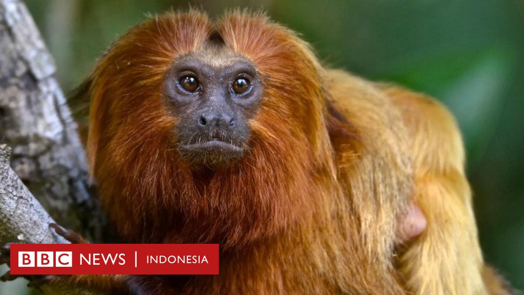 Berapa lama monyet hidup