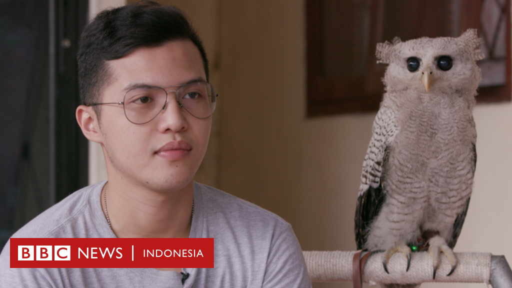 95 Bahasa Inggris Burung Hantu Adalah HD