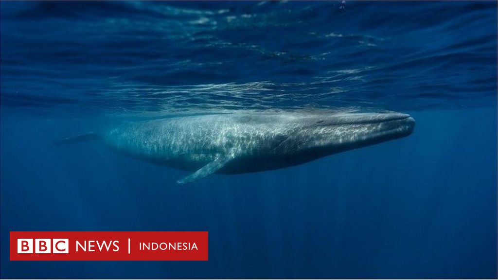 Mengapa paus dapat bertahan lama di air brainly
