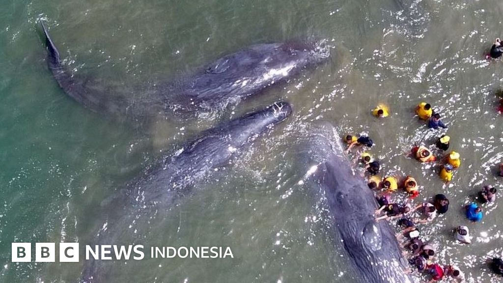 Paus Terdampar Pesan Tersendiri Untuk Manusia Yang Belum