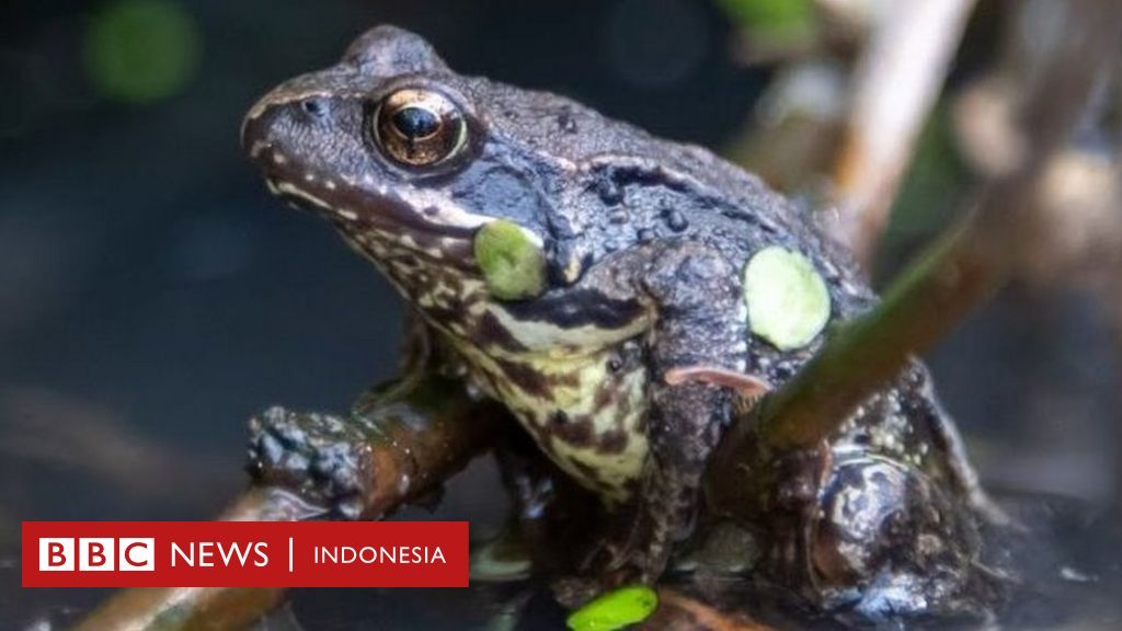 Tulang Belulang Katak Di Cambridgeshire Pada Zaman Besi Membuat Para