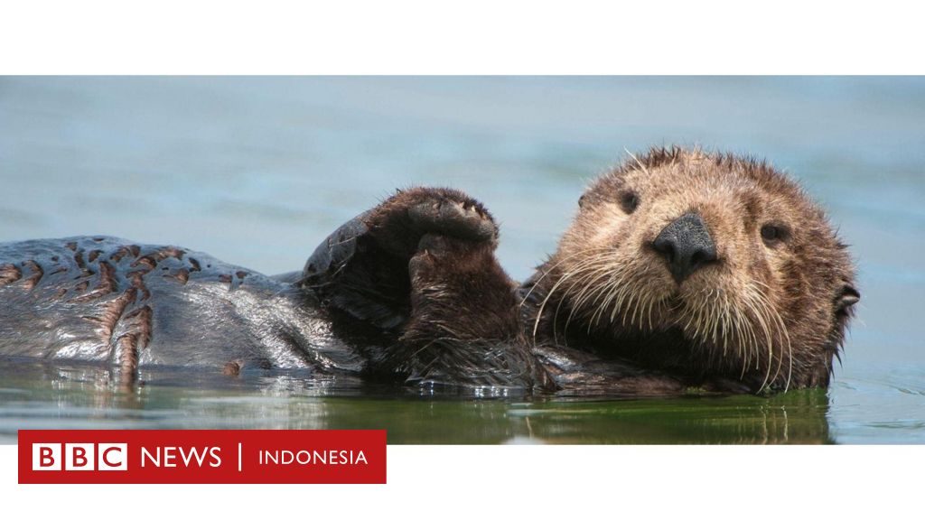 Kesuksesan upaya konservasi berang-berang dari ancaman kepunahan 