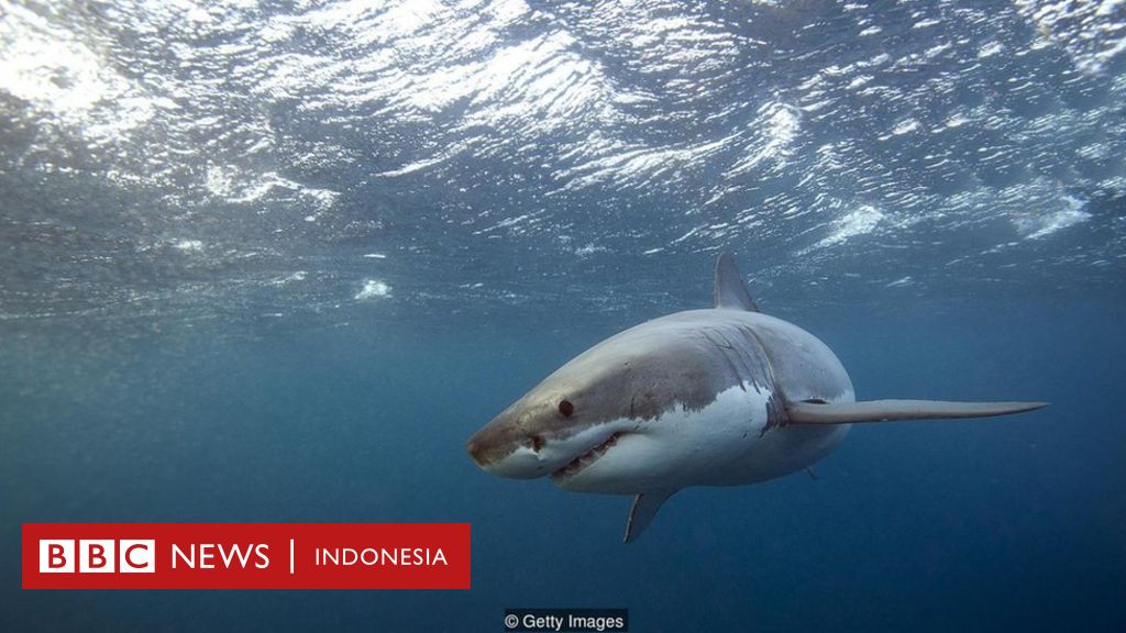 540 Koleksi Ikan Air Laut Hiu Gratis Terbaik