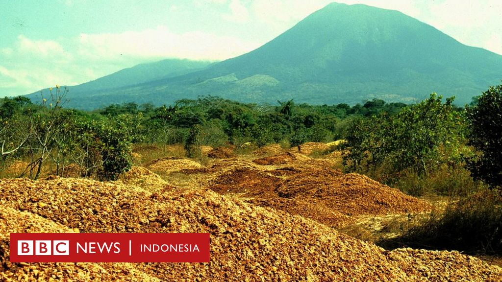 Kulit Jeruk Yang Menjadi Keajaiban Hijau Dan Menghidupkan