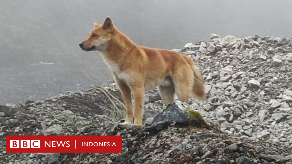 Anjing bernyanyi Papua, hewan 'sakral' yang diperkirakan dibawa ke