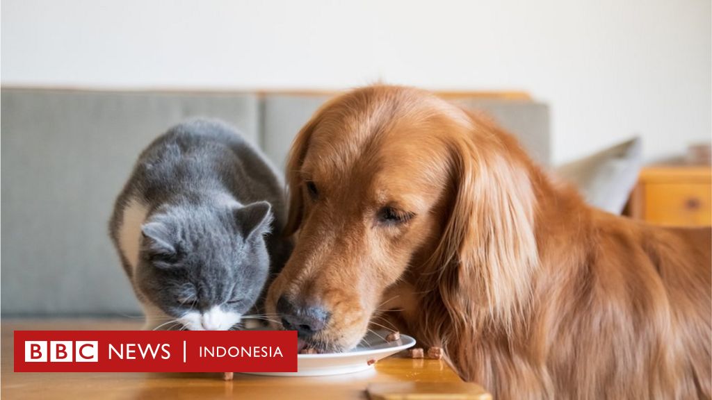 Apakah anjing dan kucing peliharaan Anda berdampak buruk bagi 