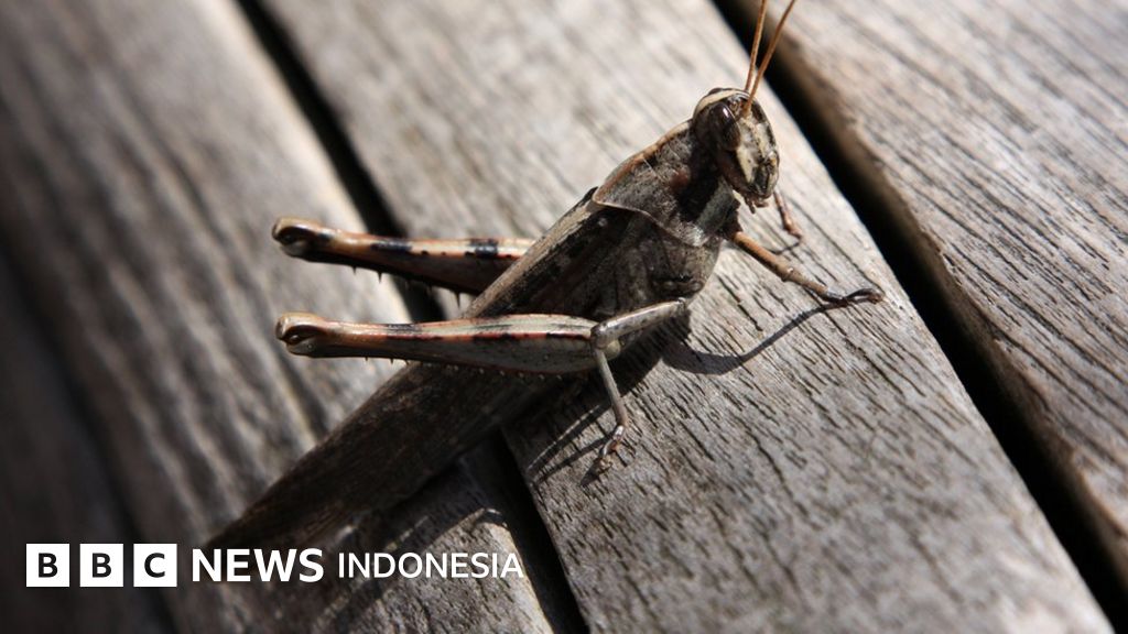 Serbuan Belalang Kembara Di Sumba Timur Bisa Dicegah Sedini Mungkin Bbc News Indonesia