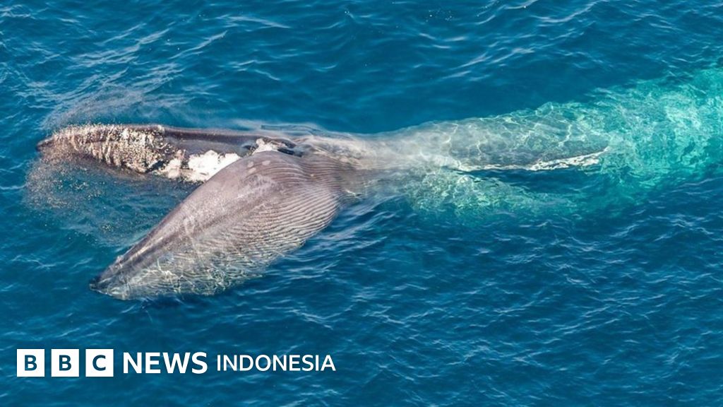 Hewan Hewan Dengan Selera Makan Luar Biasa Bbc News Indonesia