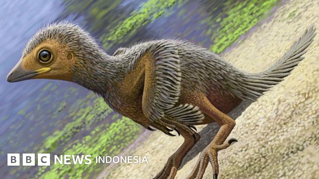 Para Ilmuwan Temukan Fosil Anak Burung Terkecil Bbc News Indonesia