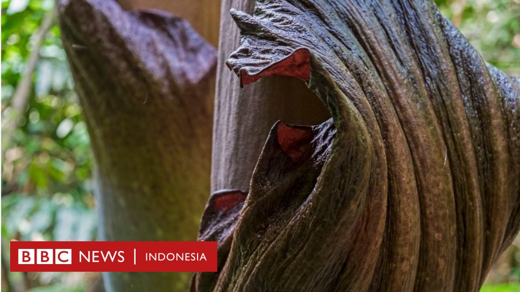  Bunga  bangkai terbesar  dunia  ditemukan di  Riau BBC News 
