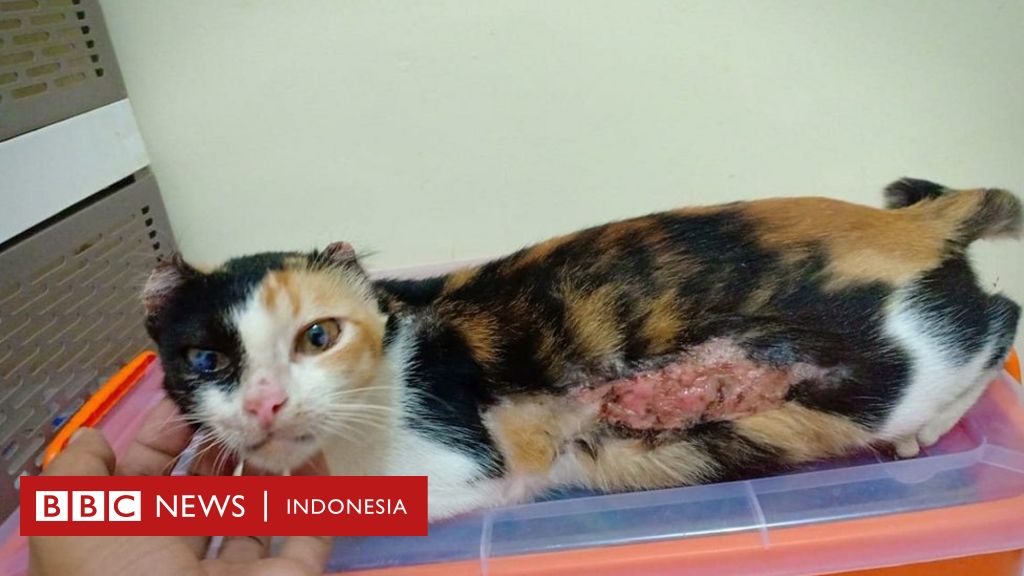 Kucing dan anjing jalanan yang disiksa: u0027Apa salah kami sehingga 