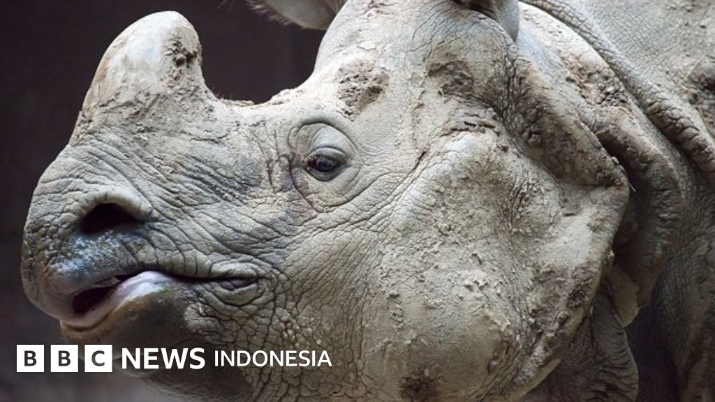 Nasib Badak Jawa Bercula Satu Menghadapi Ancaman Gunung Anak