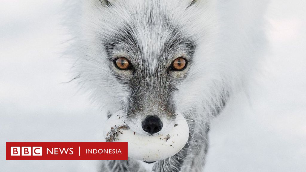 Dua foto dari Indonesia masuk final fotografi alam terbaik 