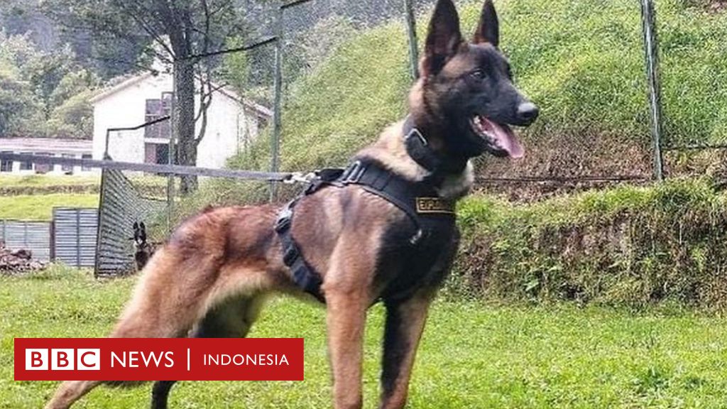 Kecelakaan pesawat Kolombia: Anjing yang bantu temukan empat anak di Hutan Amazon belum ditemukan
