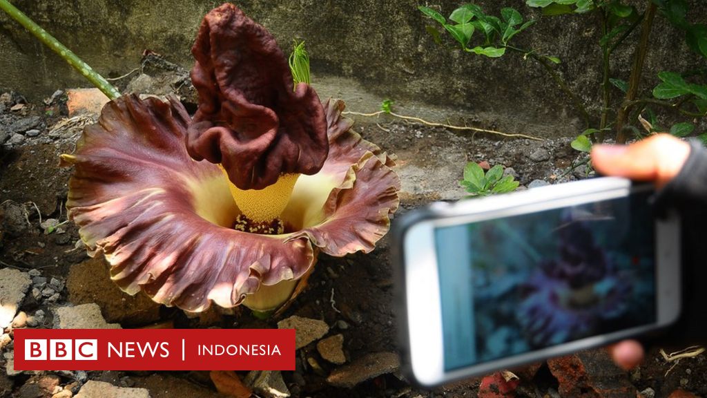 Bunga Bangkai Ditemukan Di Sukabumi Dan Kudus Bukan Tumbuhan Langka Bbc News Indonesia