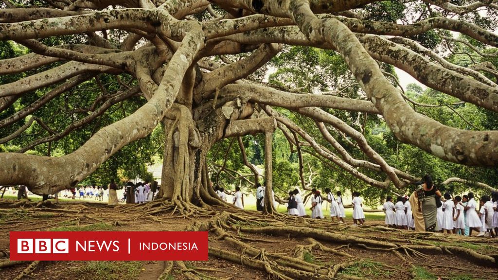 Pohon yang membentuk sejarah  manusia BBC News Indonesia 