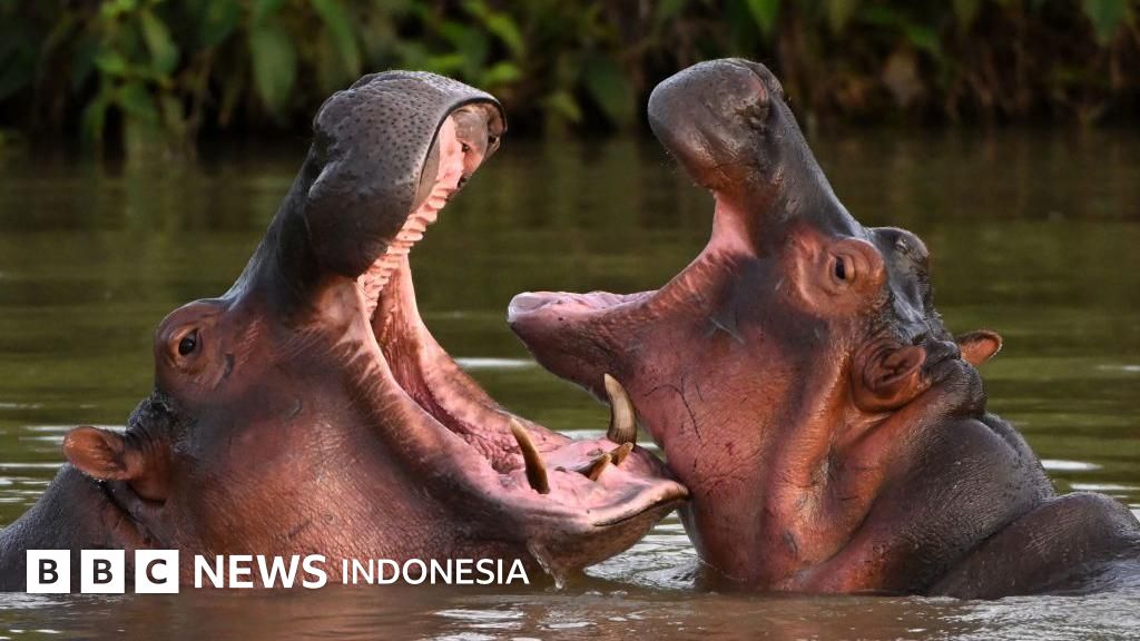 Mengapa Kolombia ingin membunuh 'kuda nil kokain' Pablo Escobar?