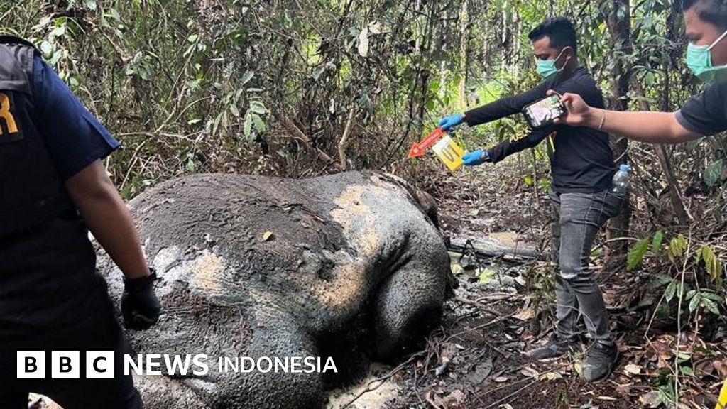 Gajah sumatra mati tanpa kepala di Riau – Tiga faktor mengapa perburuan ilegal terus terjadi