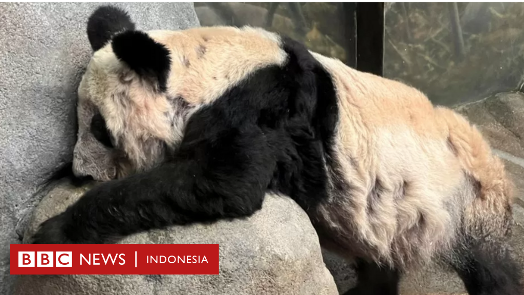 China Menantikan Kepulangan Panda Ya Ya Dari Kebun Binatang AS - BBC ...