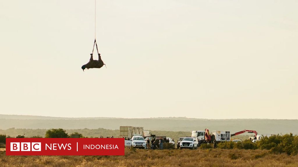 Helikopter bekas perang Vietnam selamatkan badak di Afrika – Bagaimana cara badak terbang dengan helikopter?