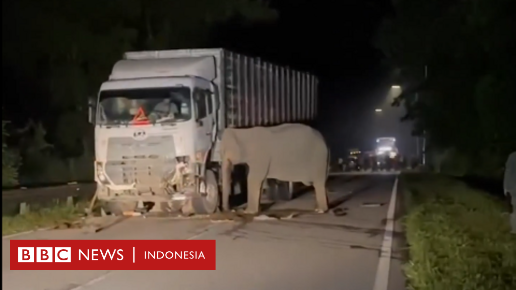 Viral video anak gajah mati tertabrak truk – Ungkap akar konflik satwa dan manusia di Malaysia