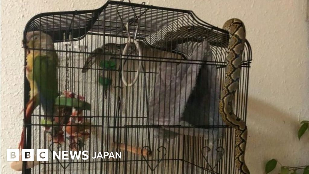 能登地震寄付 鷲と蛇 シンボルとしての動物 能登地震寄付 鷲と蛇