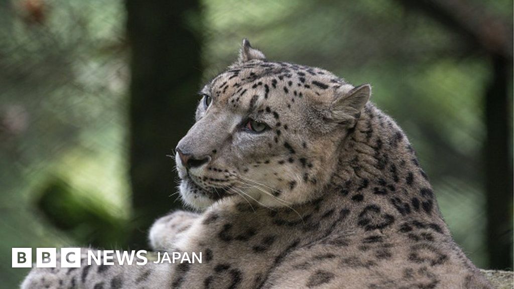 絶滅危惧のユキヒョウ、インドでは718頭が生息 初の調査 - BBCニュース