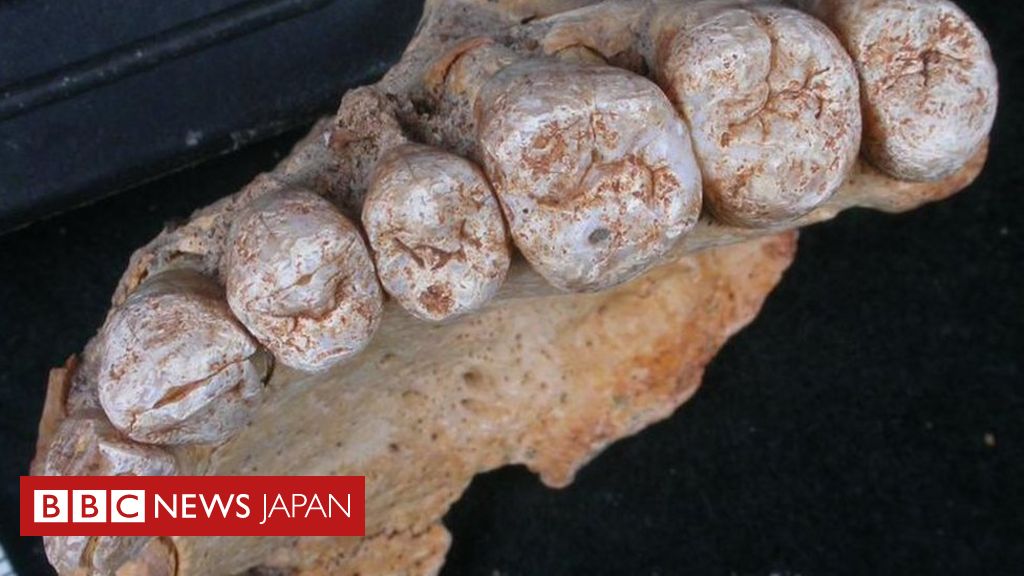 アフリカ以外で最古の現生人類の化石 従来説変えるか cニュース