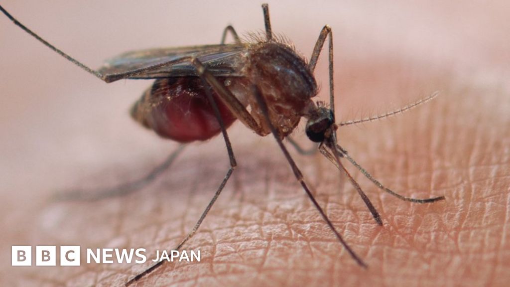 薬が効かないマラリア原虫、ヴェトナムやタイなどで広がる BBCニュース
