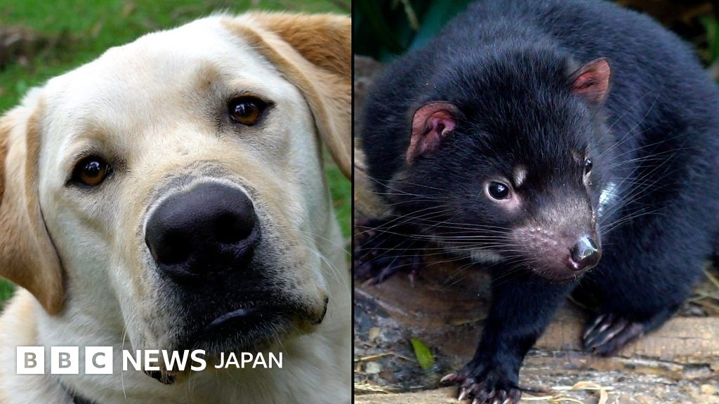 犬がタスマニアデビルの繁殖を手伝い オーストラリアで初の試み cニュース
