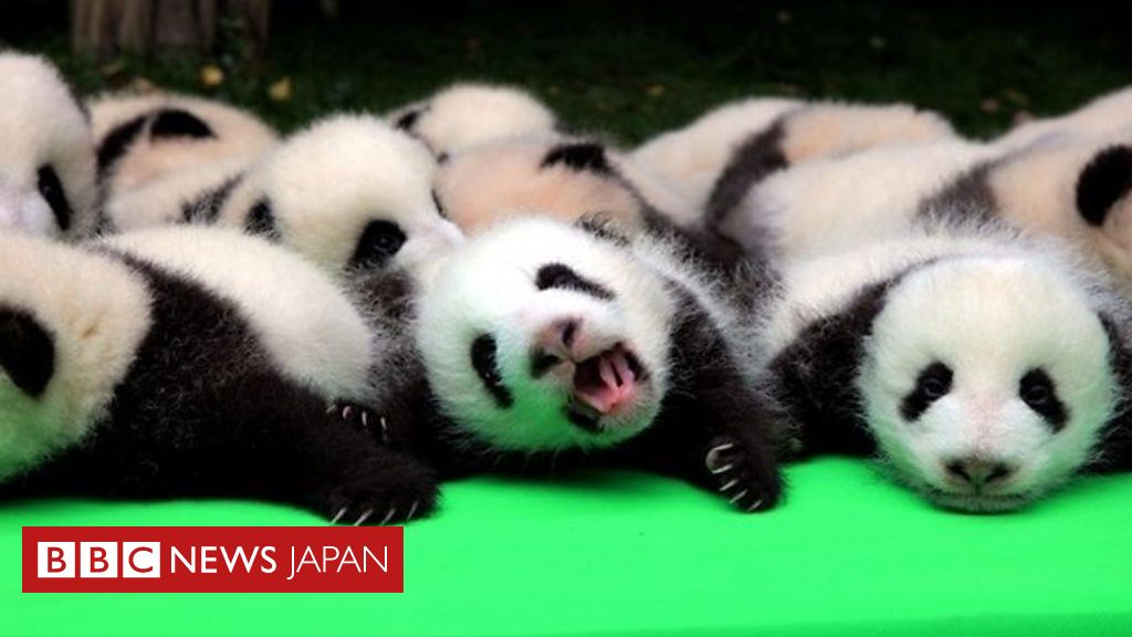 中国でパンダの赤ちゃん23頭がお披露目 cニュース