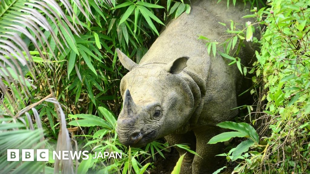 絶滅危惧種のジャワサイ、インドネシア津波で全滅の恐れも - BBCニュース