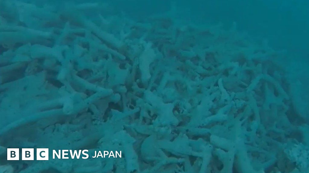 1622 外国 海外切手 中華民国 台湾 海洋生物 サンゴ ヒトデ トップブランドのファッション 1-228 中国切手 台湾 中国人民