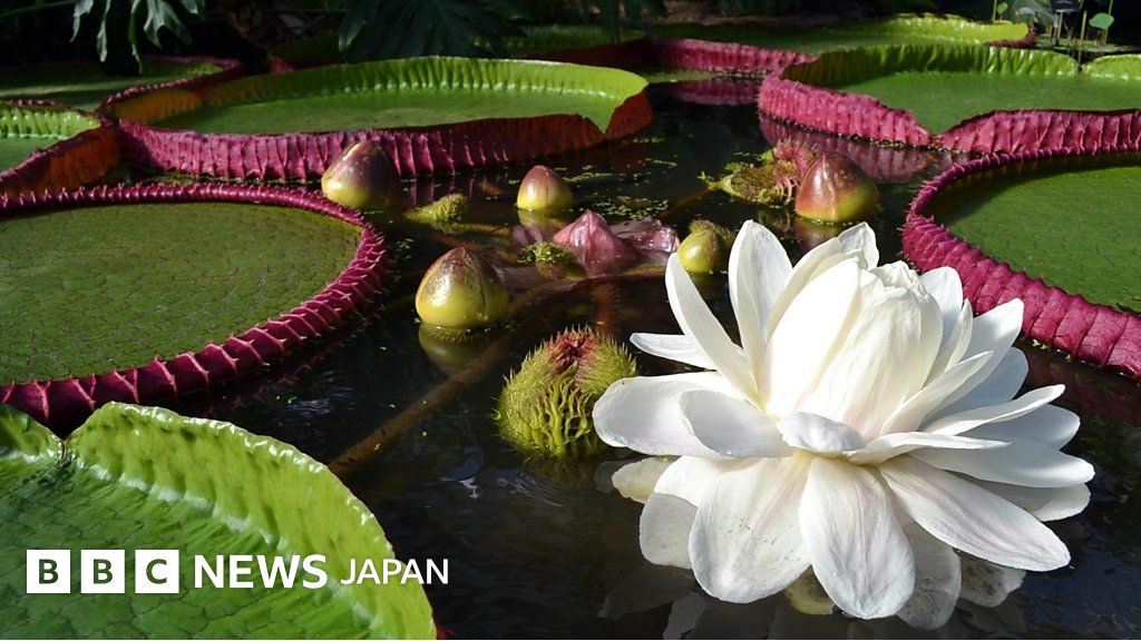 オオオニバスの苗1株 _125741976_p0cjh4ds.jpg