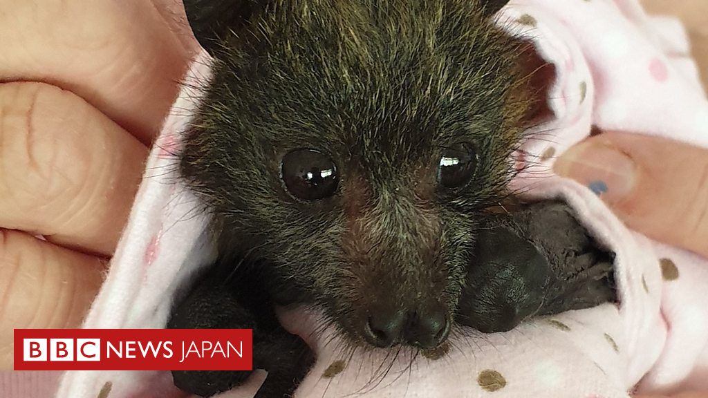 親を失ったコウモリの赤ちゃん 世界中から手作りのおくるみ届く 豪森林火災 Bbcニュース