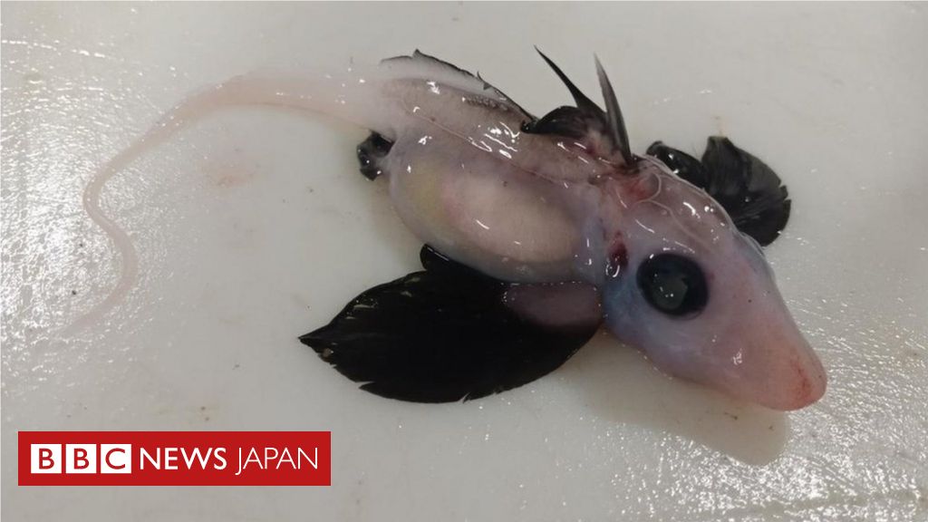 珍しい深海ザメの稚魚、ニュージーランドで発見 - BBCニュース